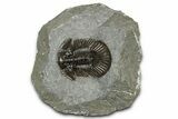 Detailed Scabriscutellum Trilobite - Morocco #359140-3
